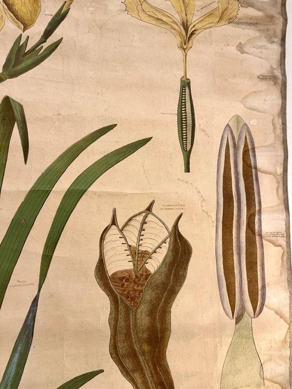 Ancienne planche de botanique de la maison Deyrolle “L’Iris”