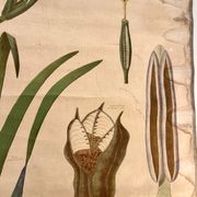 Ancienne planche de botanique de la maison Deyrolle “L’Iris”