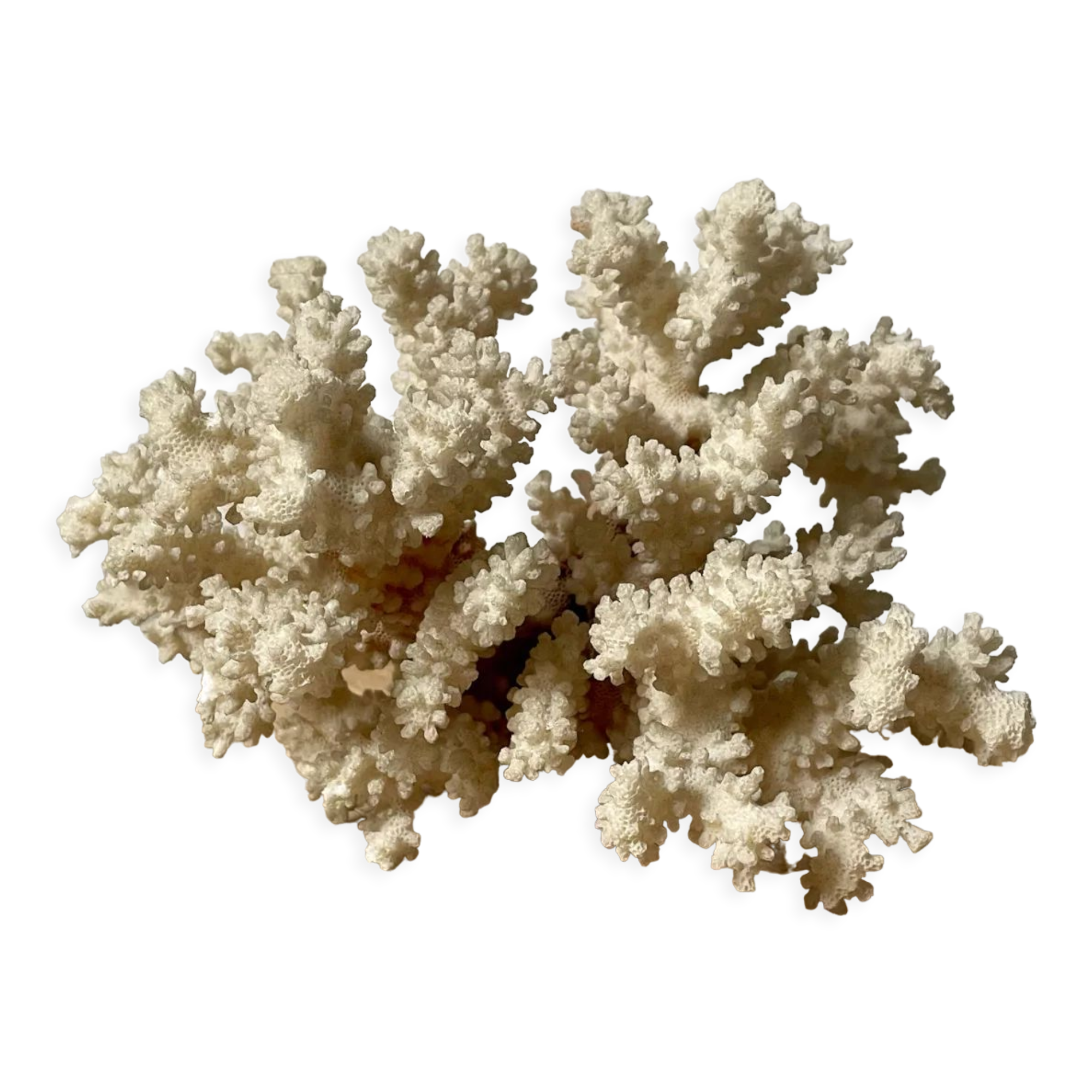 Vintage white coral
