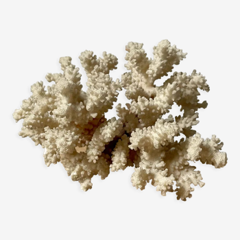 Corail blanc vintage