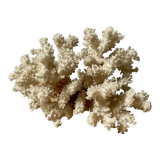 Vintage white coral