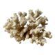 Vintage white coral