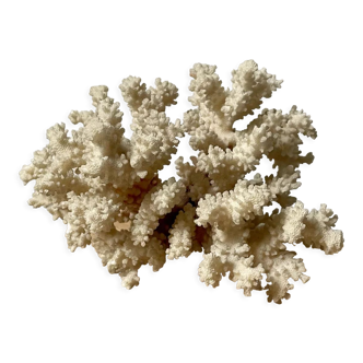 Vintage white coral