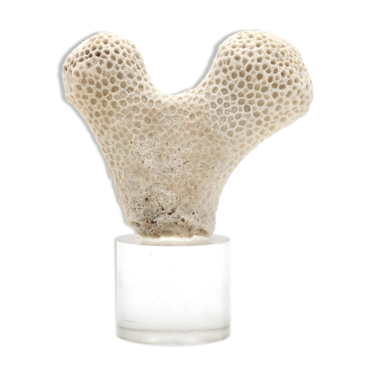 Coral bench on resin base, 1970s