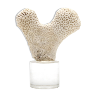 Coral bench on resin base, 1970s