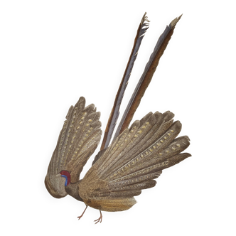 Ornithological Plate Buffon 1838 "the Argus"