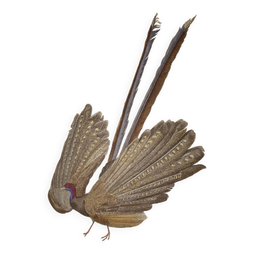 Ornithological Plate Buffon 1838 "the Argus"