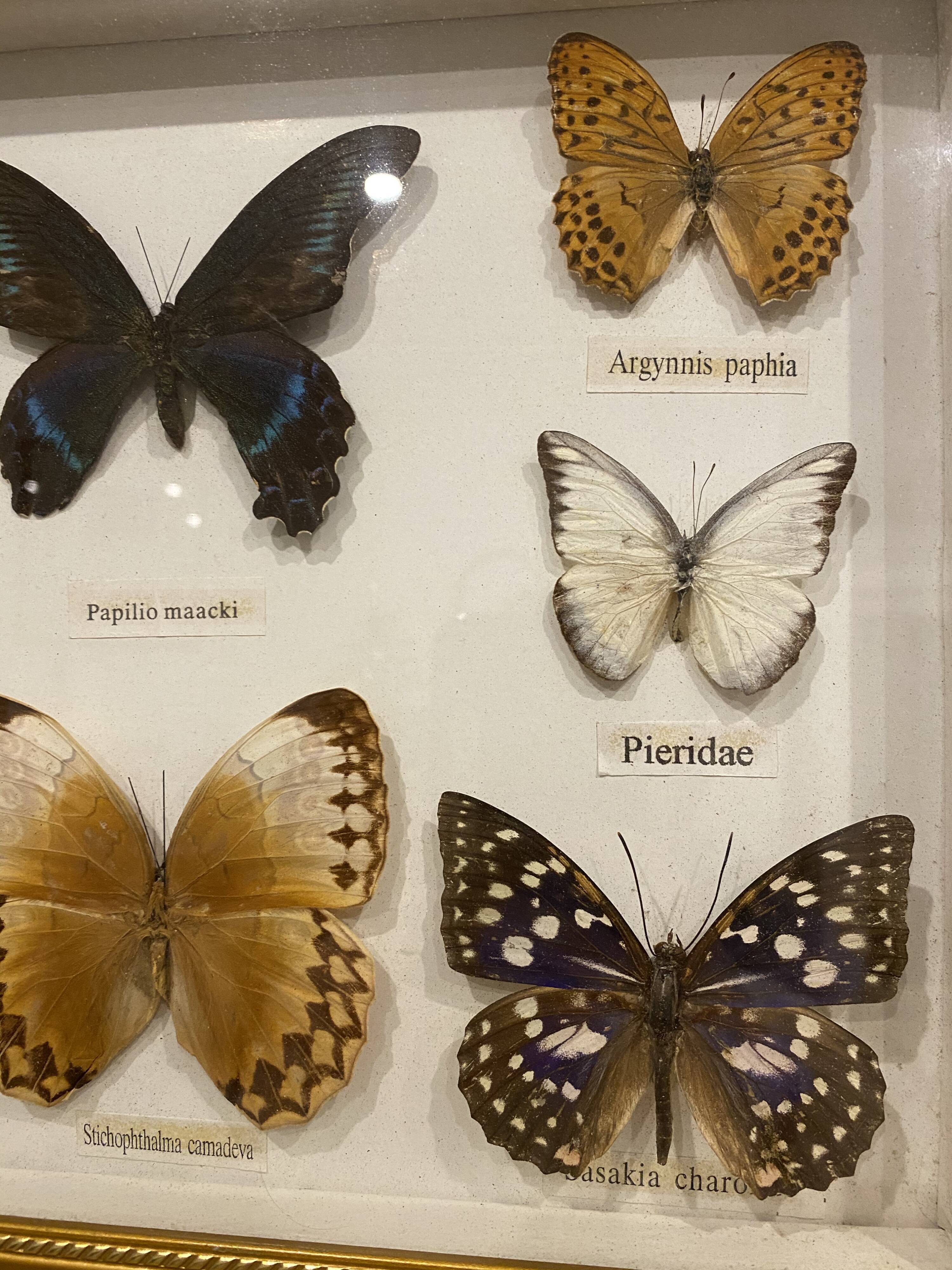 Vintage butterfly frame