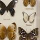 Vintage butterfly frame