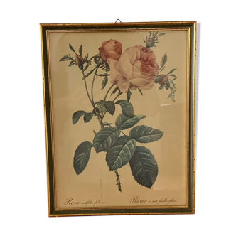 Lithograph Rose with a hundred leaves, foliates - P.J. Redouté