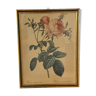 Lithograph Rose with a hundred leaves, foliates - P.J. Redouté