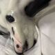 Ceramic dog, Great Dane