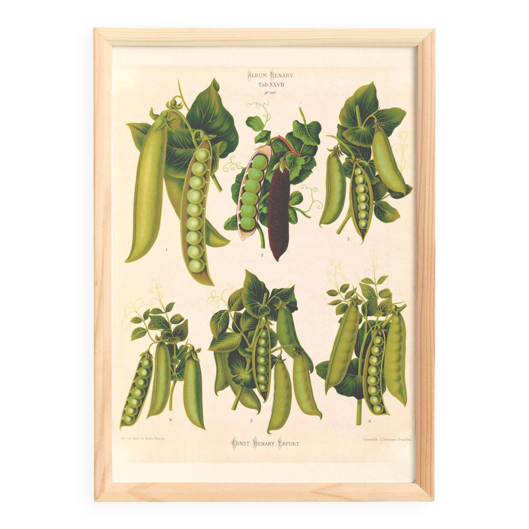 Poster about "peas", based on an old engraving from 1886.