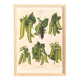 Poster about "peas", based on an old engraving from 1886.