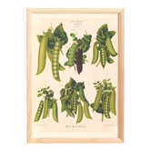 Poster about "peas", based on an old engraving from 1886.