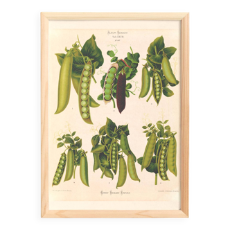 Poster about "peas", based on an old engraving from 1886.