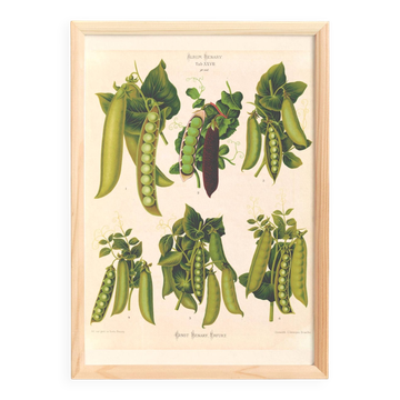 Affiche sur "les pois", d’après une gravure ancienne de 1886.