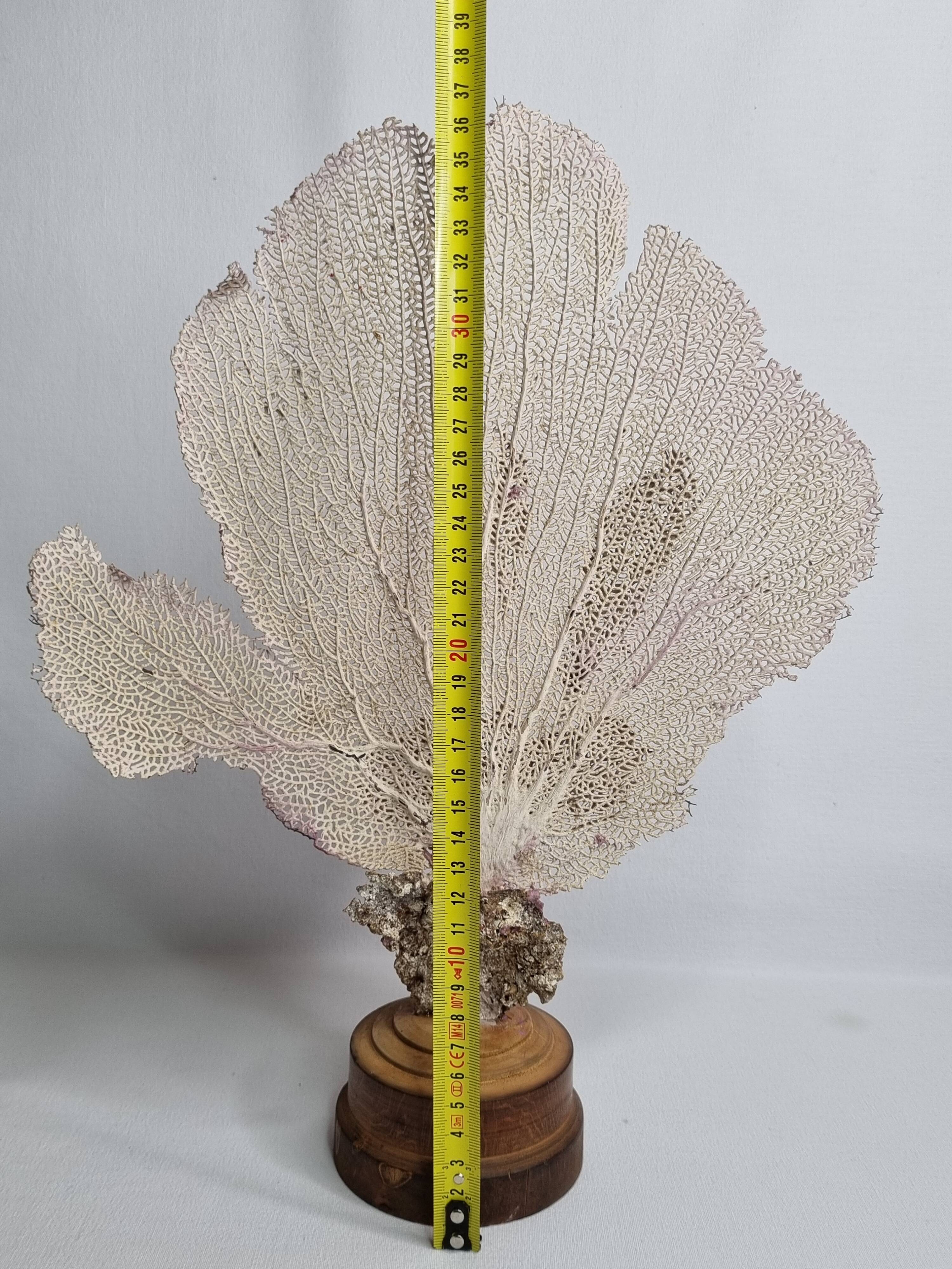 Antique Gorgonian coral, Venus fan, on solid wood base, 37 cm