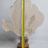 Antique gorgonian coral, Venus fan, on solid wood base, 37 cm