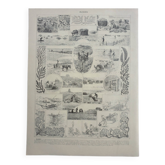 Gravure ancienne 1928, Algue, récolte, flore, côtes, cueillette • Lithographie, Planche originale