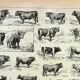 Antique engraving 1898, Ox, cow, bull, calf • Lithograph, original illustration