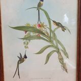 Hummingbirds Lithograph Duo