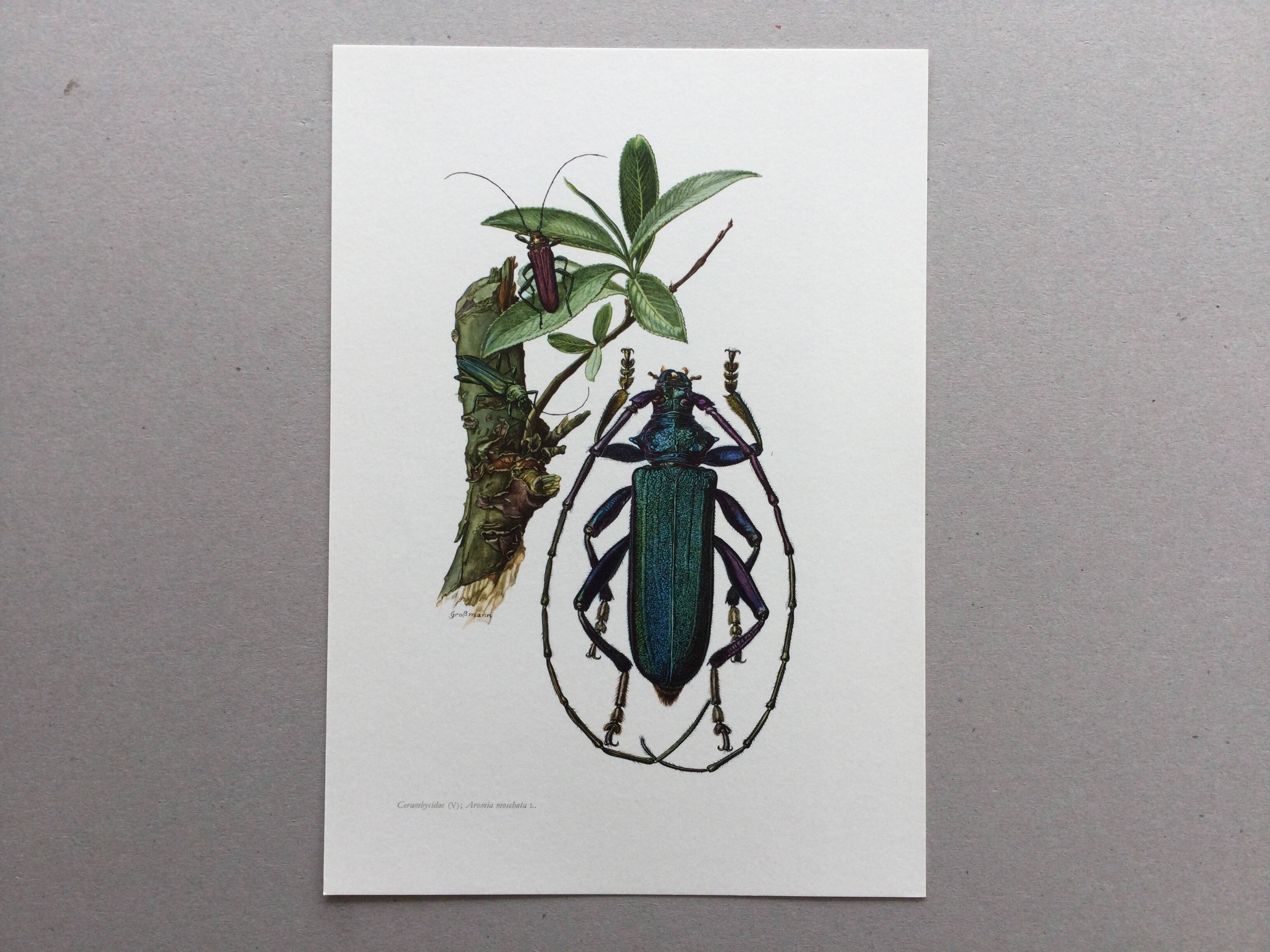 Antique illustration Insects Vintage print 60s