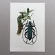 Antique illustration Insects Vintage print 60s
