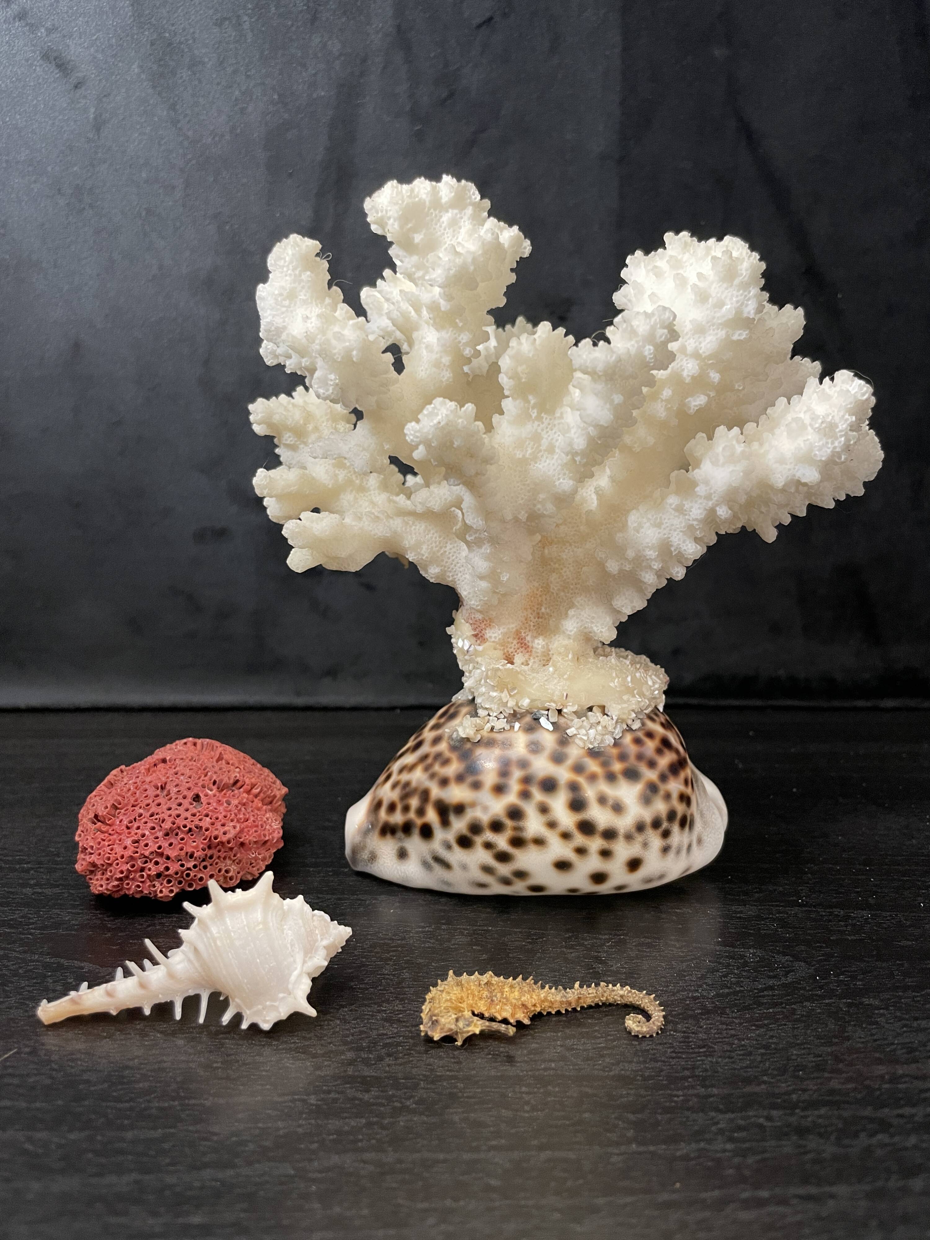 Marine curiosities (coral, seahorses, shells)