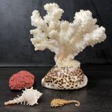 Curiosités marines (Coraïl, hippocampes, coquillages)