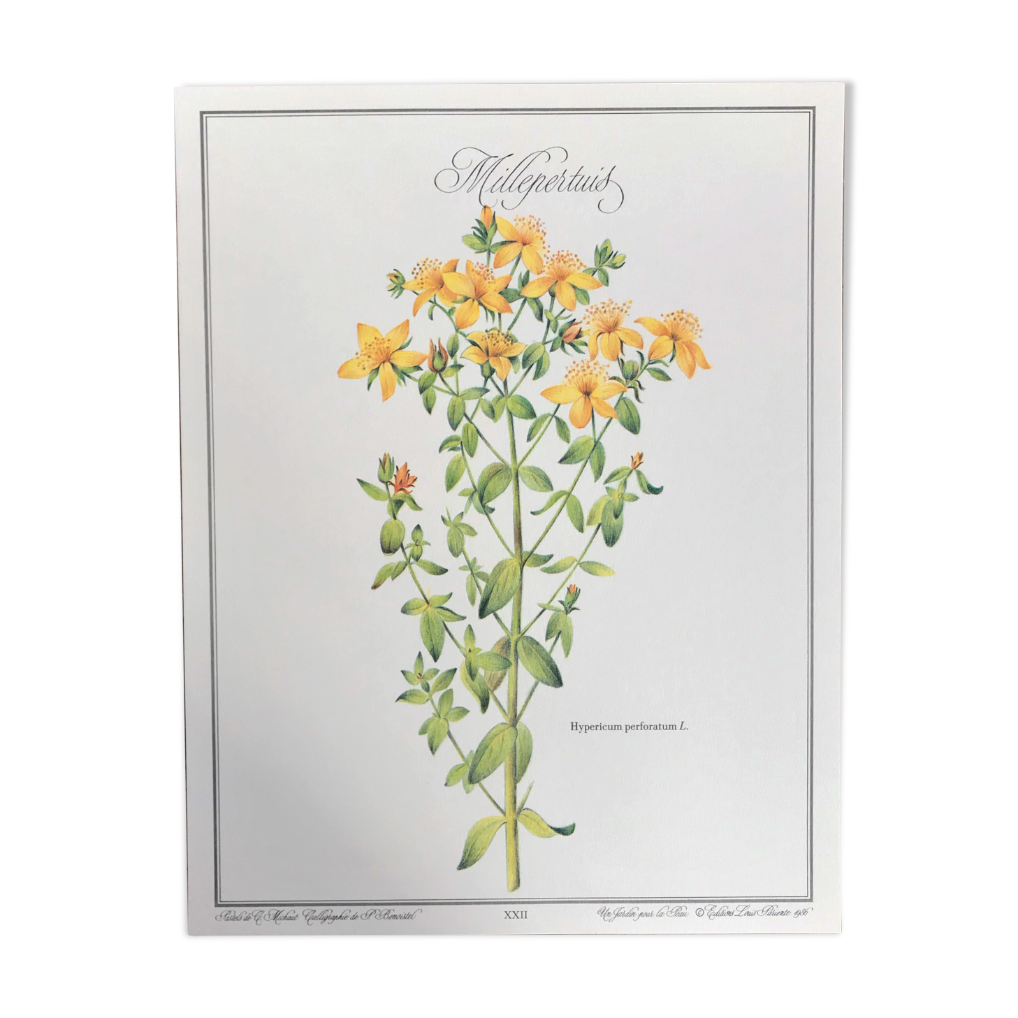Botanical plank the Millepertuis