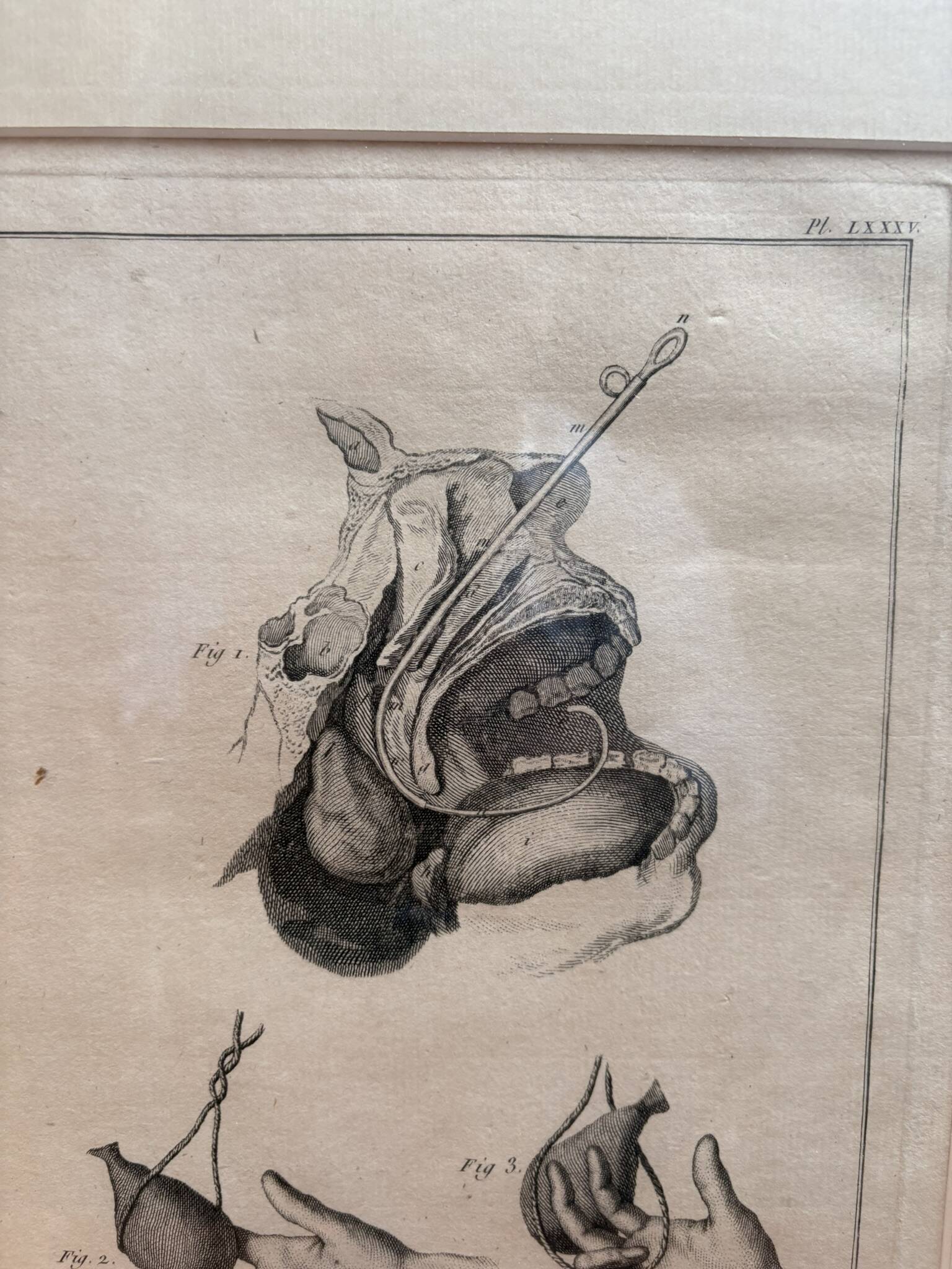 Framed Print Engraving Aphorisms Surgery Anatomy Herman Boerhaave