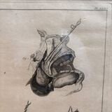 Framed Print Engraving Aphorisms Surgery Anatomy Herman Boerhaave