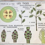 Rossignol pedagogical poster