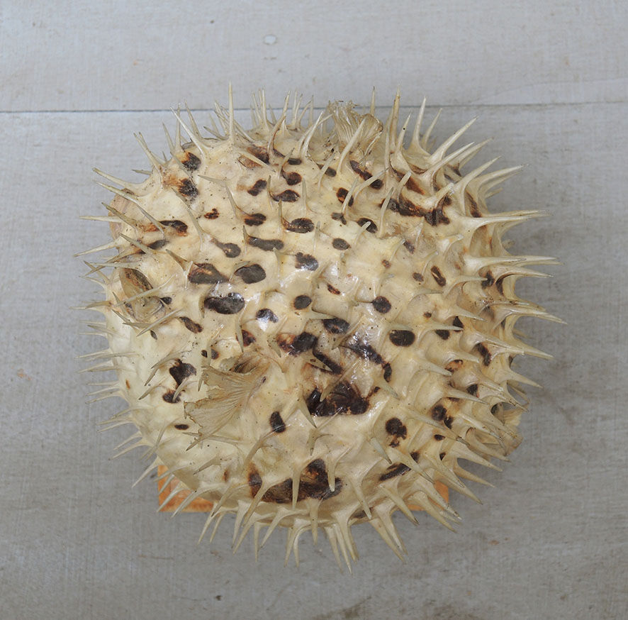 Naturalized diodon