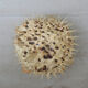 Naturalized diodon