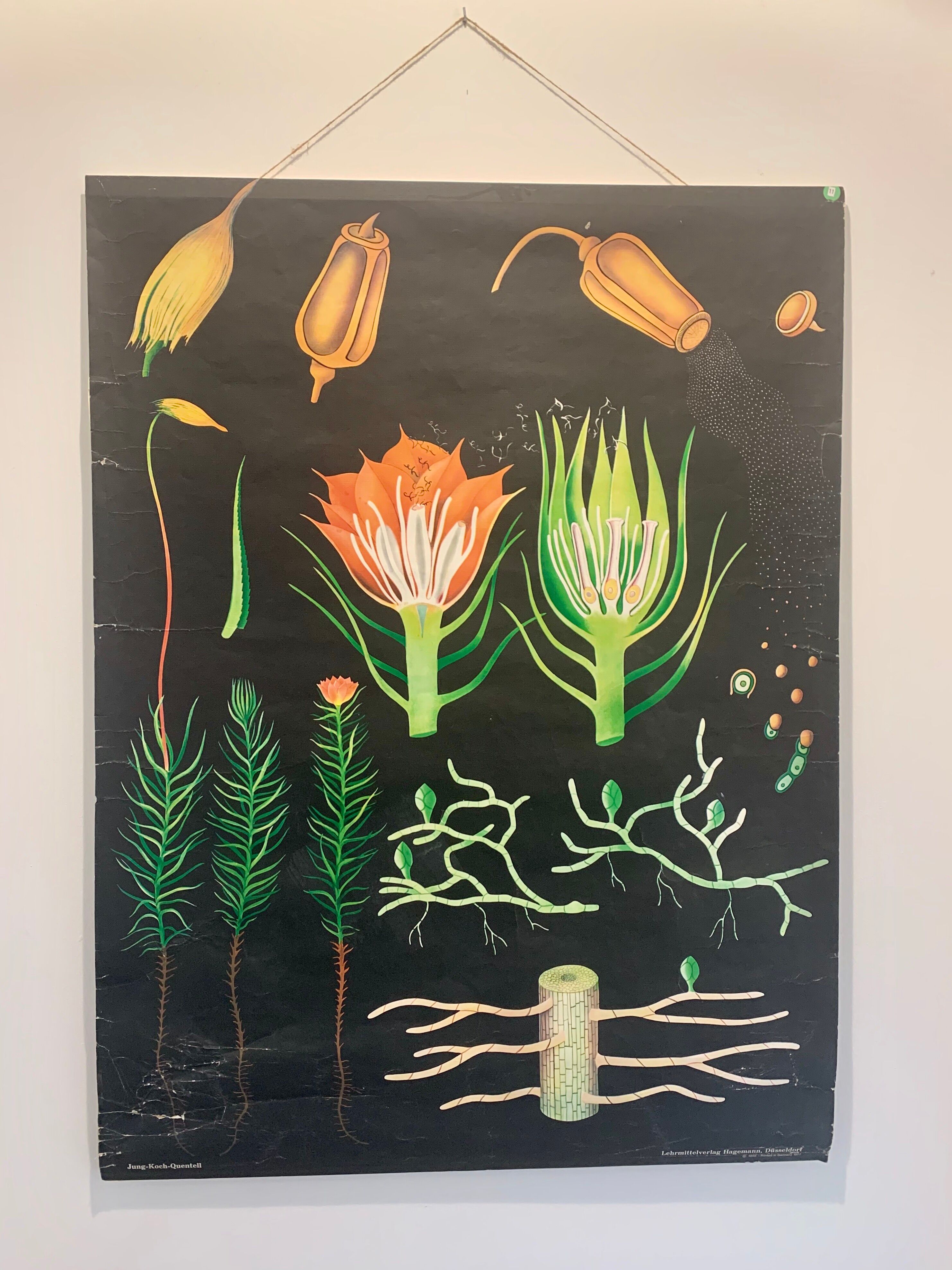 Vintage school teaching chart