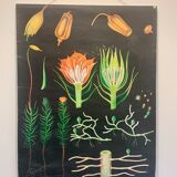 Vintage school teaching chart