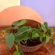 West Germany ceramic pot / bowl