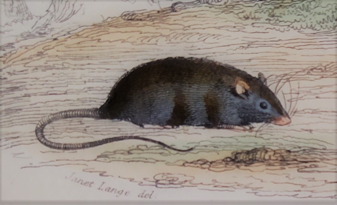Original zoological illustration "rat, squirrel, field mouse,..." - Buffon 1840