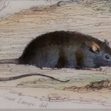 Original zoological board " rat, squirrel, mulot,... " - buffon 1840