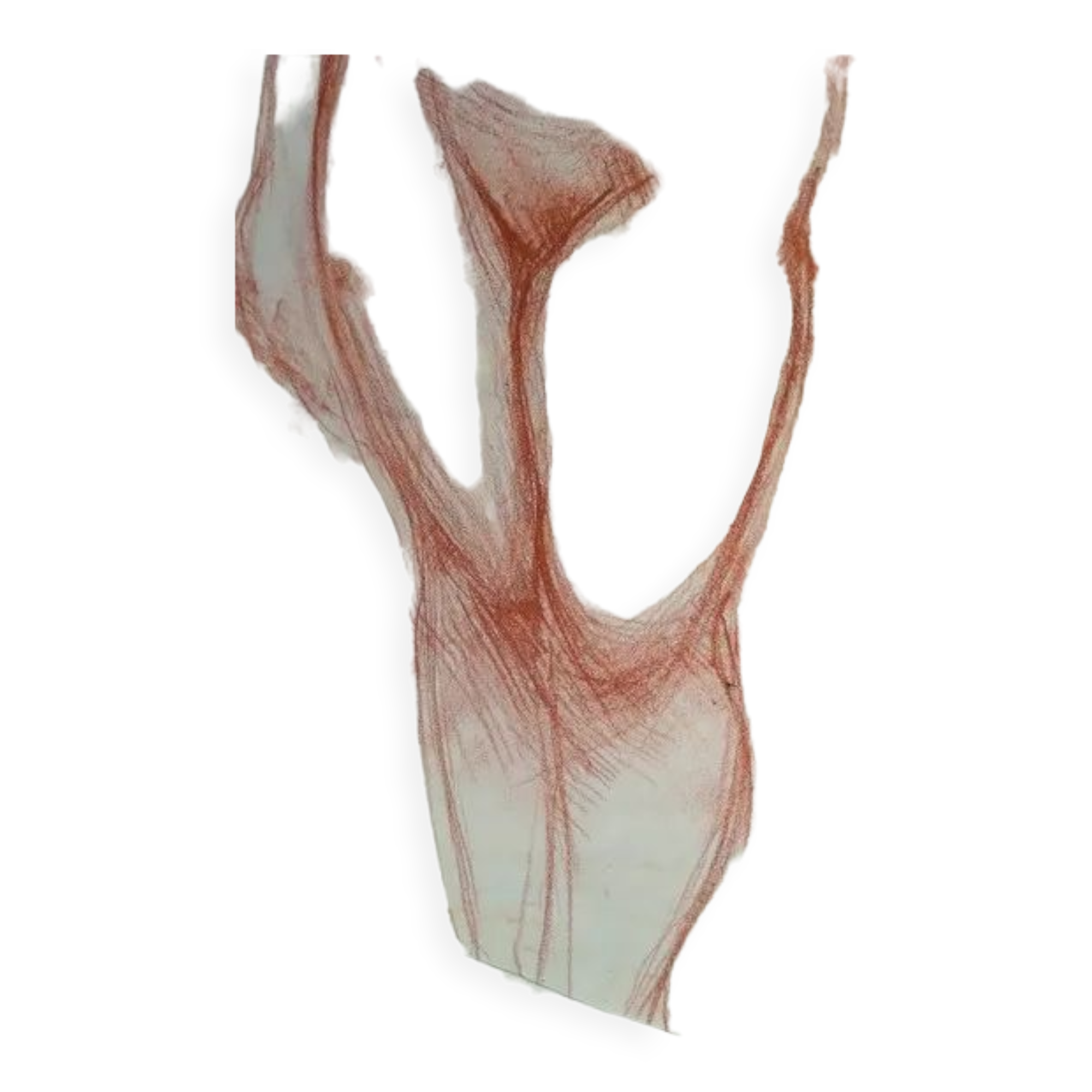 Drawing sanguine study nude female 67/50cm 1950