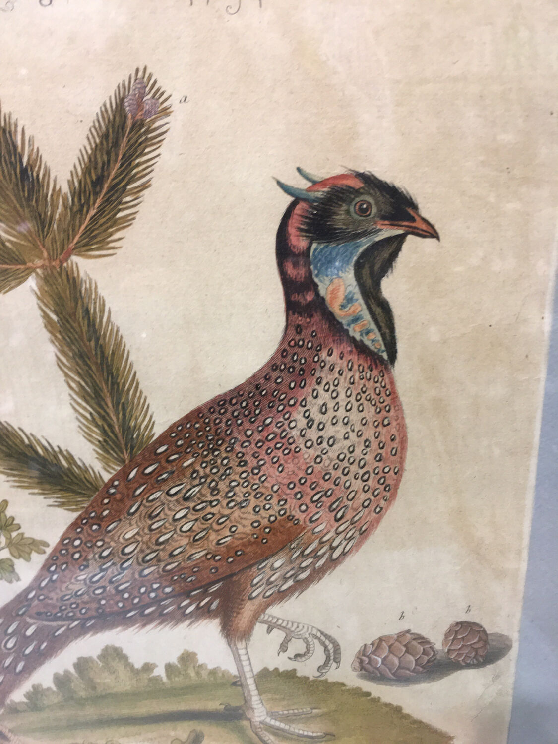 Ornithological engraving