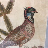 Ornithological engraving