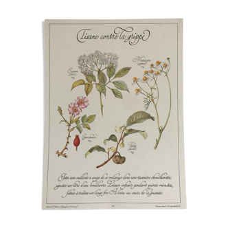 Vintage botanical board