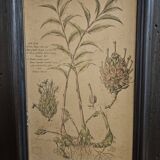 Framed Botanical Board Table