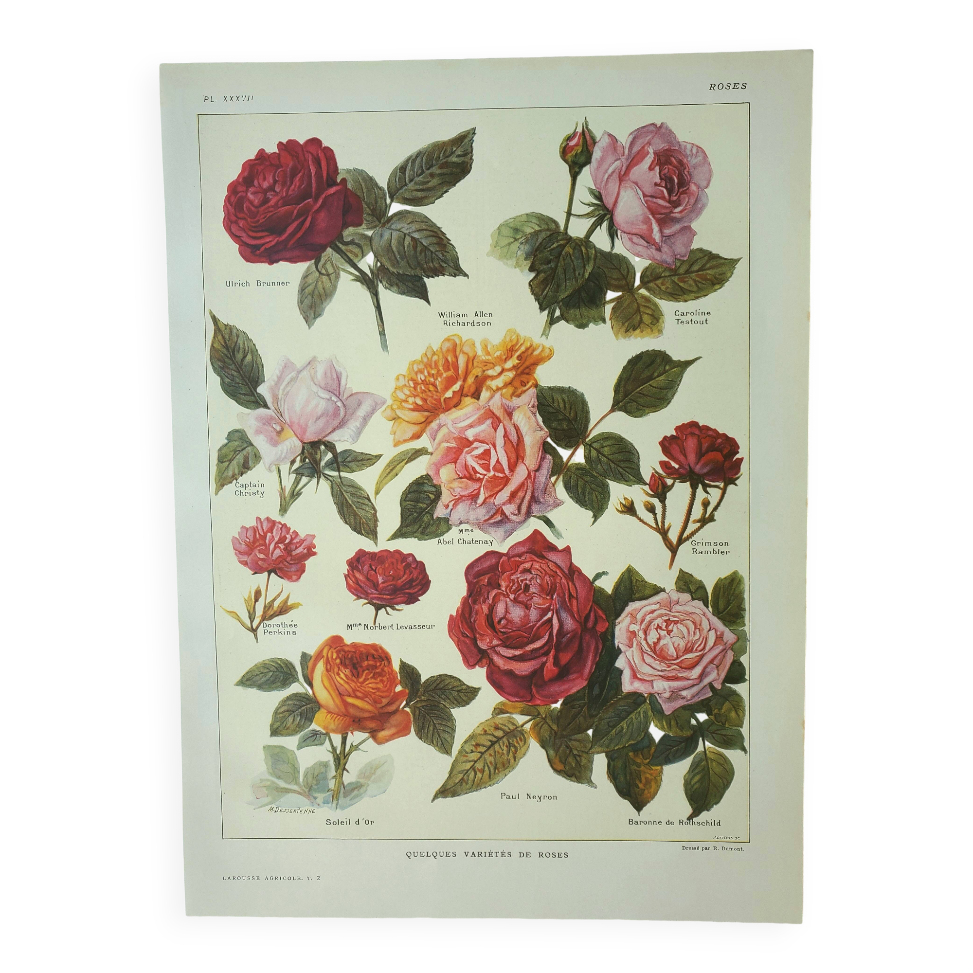Antique engraving 1922, Roses, varieties, flowers, garden • Lithograph, original illustration