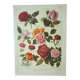 Antique engraving 1922, Roses, varieties, flowers, garden • Lithograph, original illustration