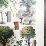 Lithograph on trees from 1928 "linden"