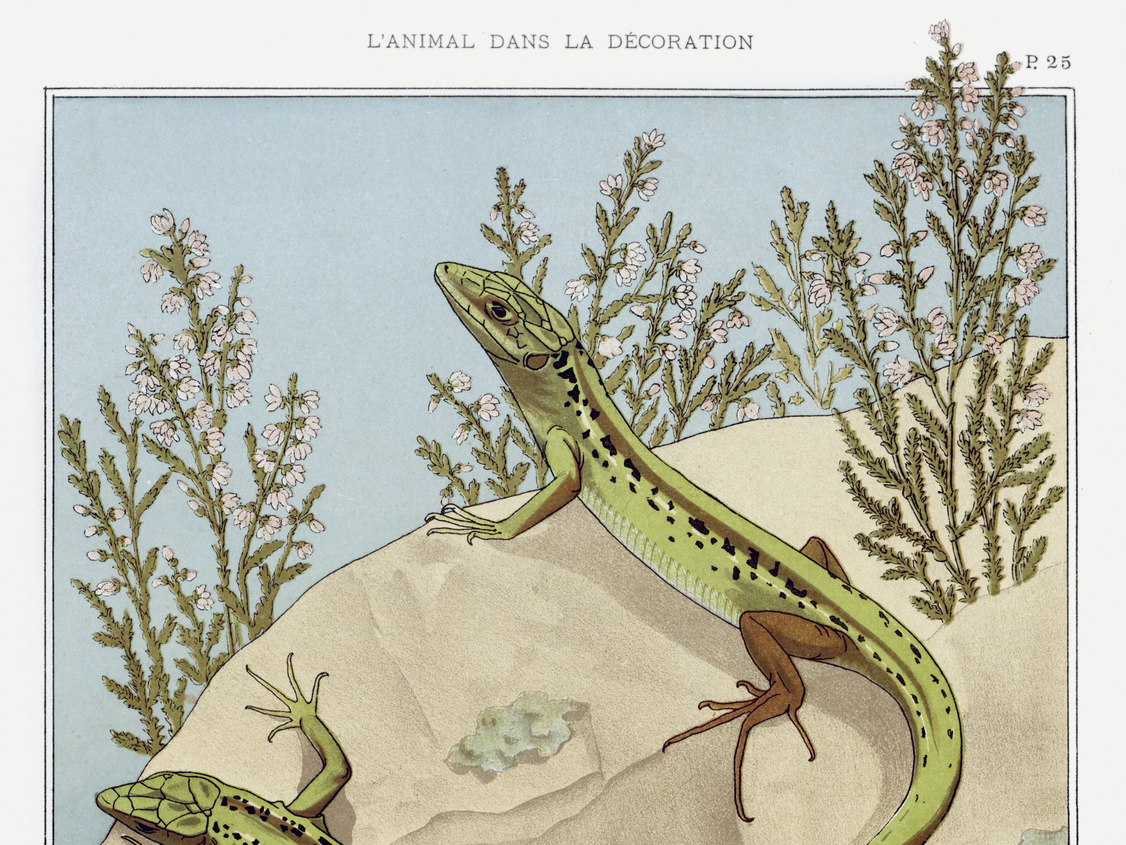 Poster “Lizard”, after an Art Nouveau lithograph from 1897